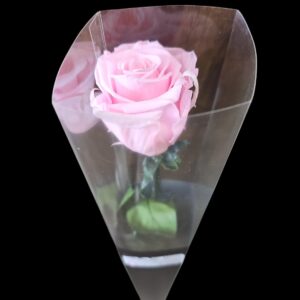 cotton candy forever pink rose