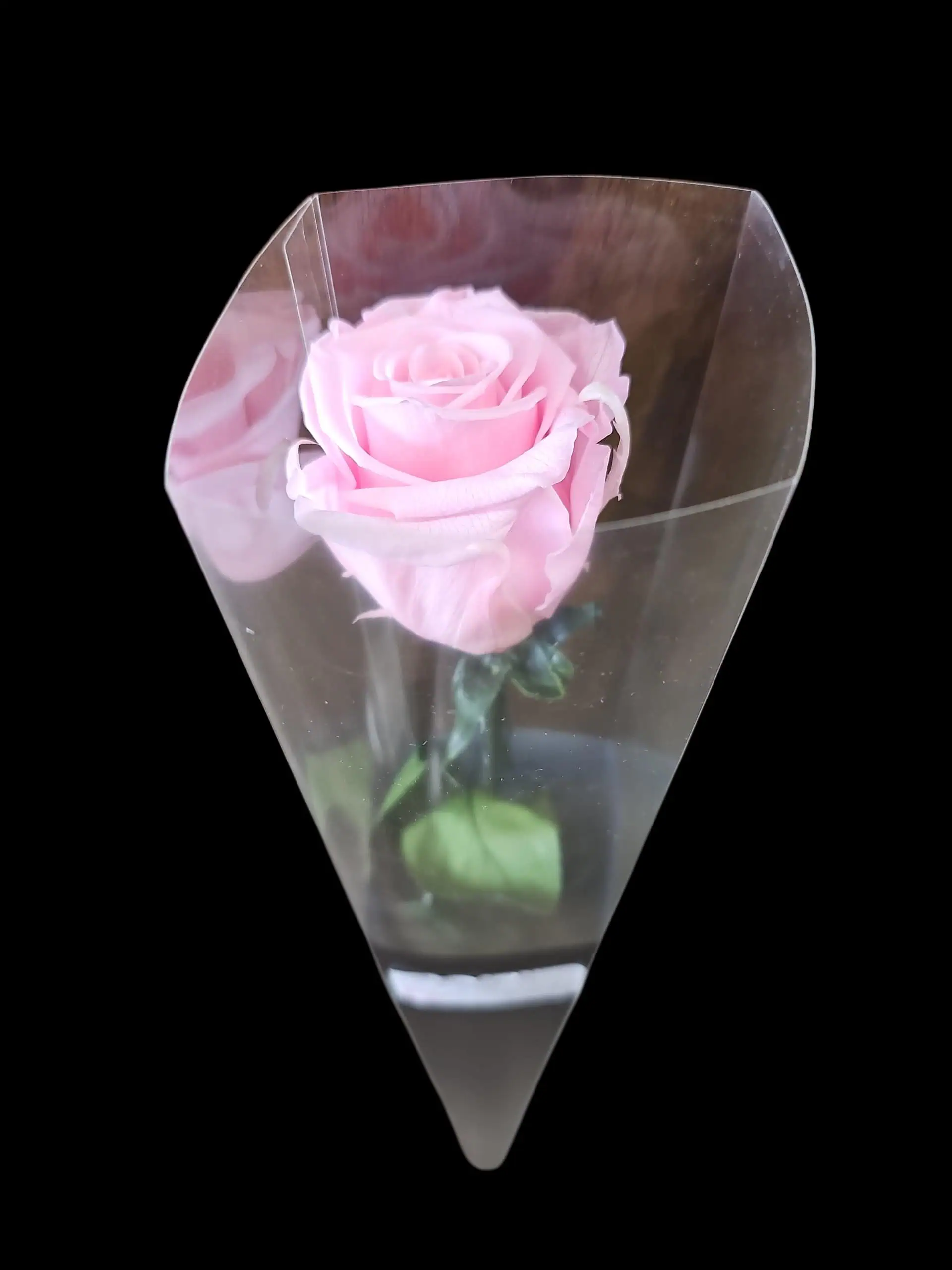 cotton candy forever pink rose
