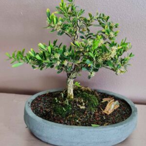 PLANTS