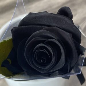 GIFTS AND NOVELTY