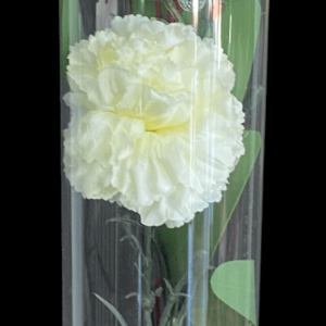 CARNATION