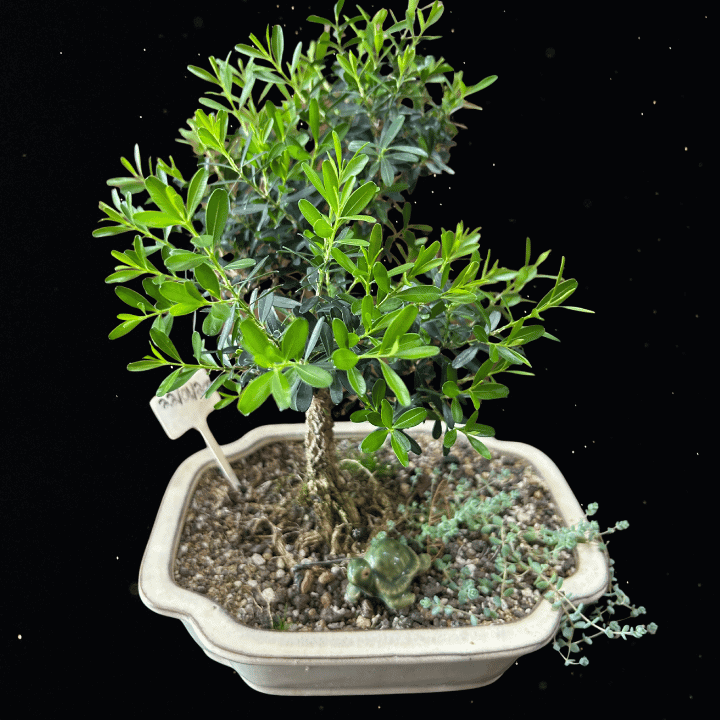 EVERGREEN SERENITY - BUXUS BONSAI