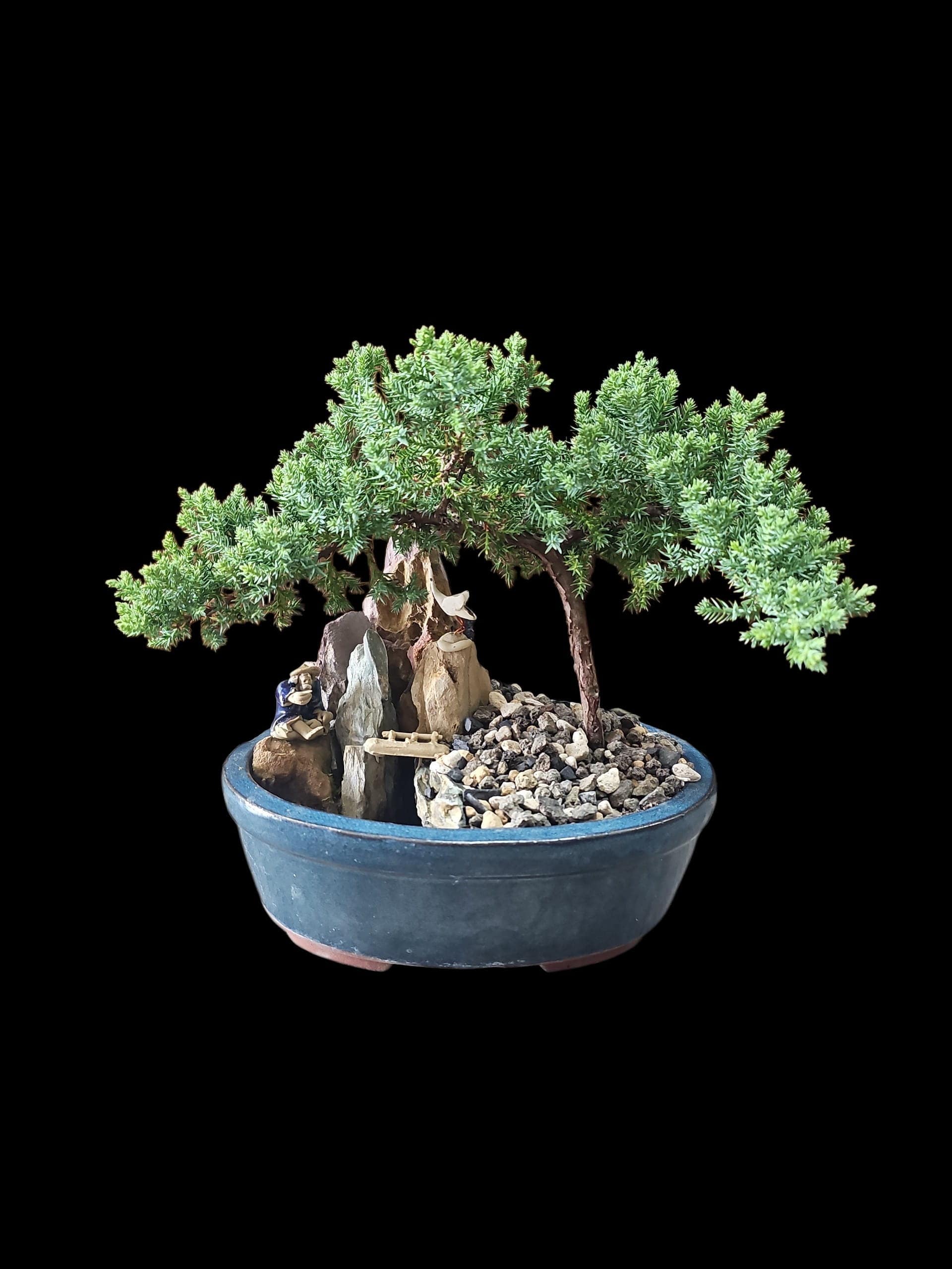 Zen Haven Bonsai